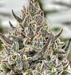 Cheetah the Hut Feminized Seeds
