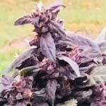 Purple Star CBD Auto Feminised Seeds