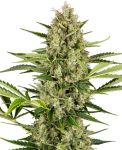 Jack Herer Auto Feminized Seeds