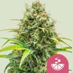 Lemon Skunk Feminized Seeds