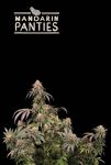Mandarin Panties Feminised Seeds