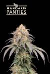 Mandarin Panties Auto Feminised Seeds
