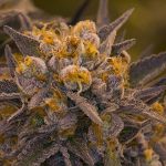 Death Star Feminised Seeds - BULK