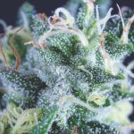Gelato Auto Feminized Seeds