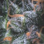 Black Cherry Punch Auto Feminized Seeds