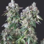 Mendocino Purple Kush Feminized Seeds
