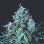 Ice Cream Feminized Seeds
