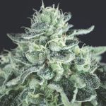 Gelato Feminized Seeds