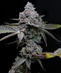Apple Fritter Feminised Seeds