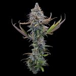 Apollo strain by Brothers Grimm