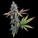 Cinderella 99 strain by Brothers Grimm