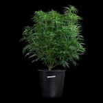 Cinderella 99 strain by Brothers Grimm