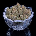 Cinderella 99 strain by Brothers Grimm
