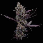 Cinderella Pineapple strain by Brothers Grimm