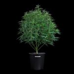 Cinderella Pineapple strain by Brothers Grimm