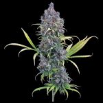 Durban Thai 99 strain by Brothers Grimm