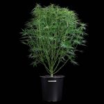 Durban Thai 99 strain by Brothers Grimm