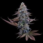 G13 Genius strain by Brothers Grimm