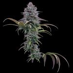 Grimm Glue strain by Brothers Grimm