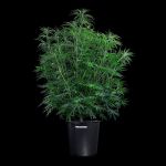 Grimm Glue strain by Brothers Grimm