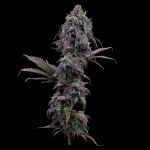 Princess Haze strain by Brothers Grimm