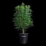 Princess Haze strain by Brothers Grimm