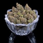 Princess Haze strain by Brothers Grimm