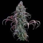 Rosetta Stone strain by Brothers Grimm