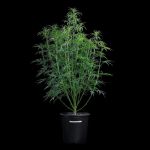 Rosetta Stone strain by Brothers Grimm