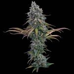 Space Queen strain by Brothers Grimm