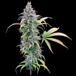 Thai Herer 99 strain by Brothers Grimm