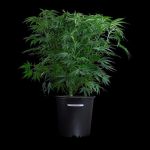 Thai Herer 99 strain by Brothers Grimm