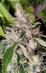 African Gas Feminised strain by Ace Seeds