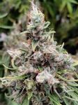 African Gas Feminised strain by Ace Seeds