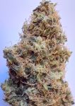 African Gas Feminised strain by Ace Seeds