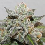 Kalidonia Feminised strain by Ace Seeds
