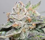 Kalidonia Feminised strain by Ace Seeds