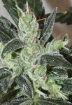 Kalidonia Feminised strain by Ace Seeds