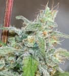 Kalidonia Feminised strain by Ace Seeds
