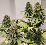 Kashmir Regular strain by Ace Seeds