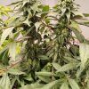 Kashmir Regular strain by Ace Seeds