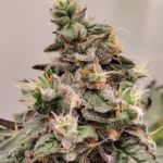 Kashmir Regular strain by Ace Seeds