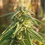 Himalaya Snow Regular strain by Ace Seeds