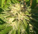 Himalaya Snow Regular strain by Ace Seeds