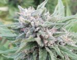 Himalaya Snow Regular strain by Ace Seeds