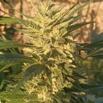 Creeper Gouge Regular strain by Ace Seeds