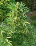 Creeper Gouge Regular strain by Ace Seeds