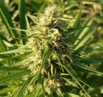 Creeper Gouge Regular strain by Ace Seeds
