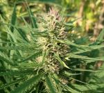 Creeper Gouge Regular strain by Ace Seeds