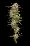 California Haze Feminised strain by Humboldt Seed Co.